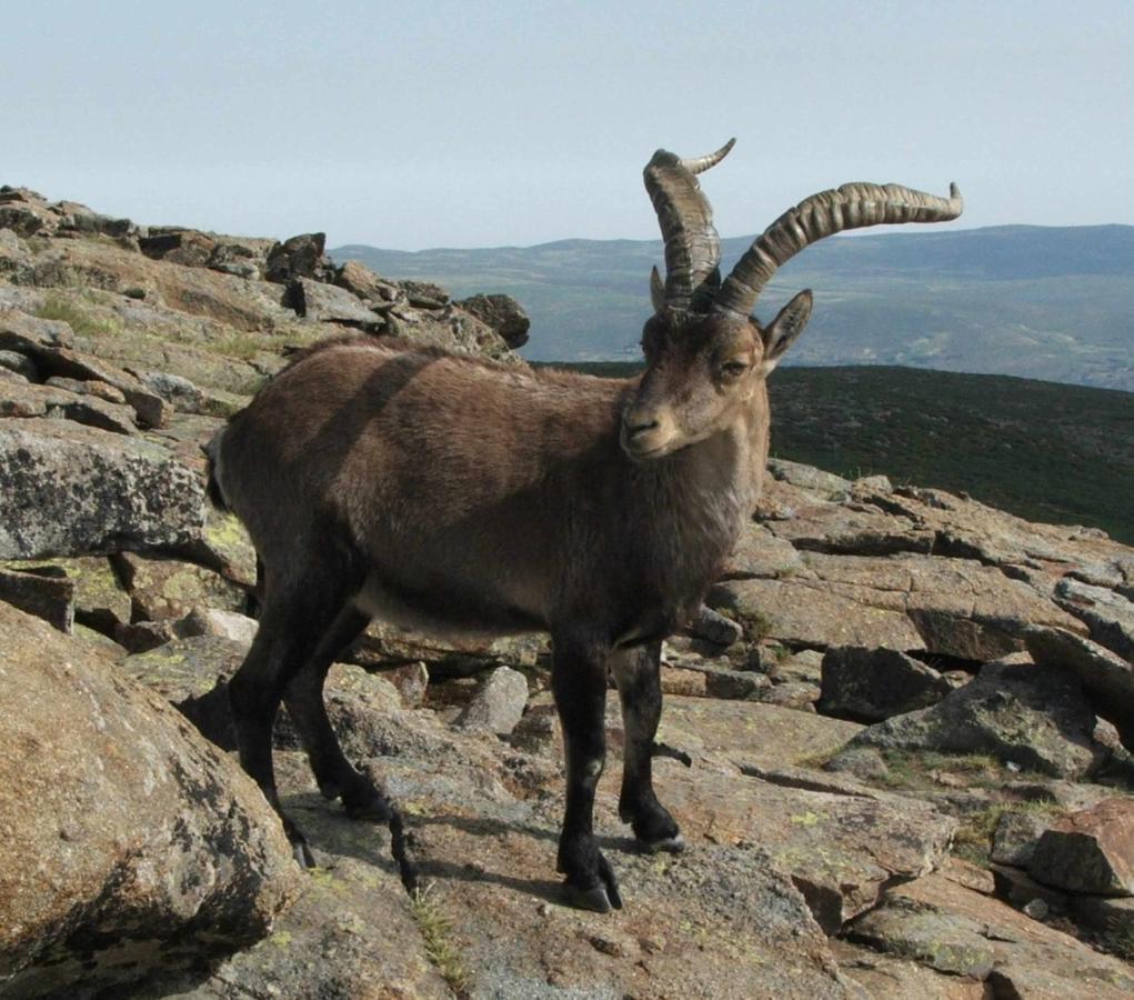 La Nava De Gredos Acogedor Piso Con Vistas Apartment นาวาร์เรดอนดา เด เกรโดส ภายนอก รูปภาพ